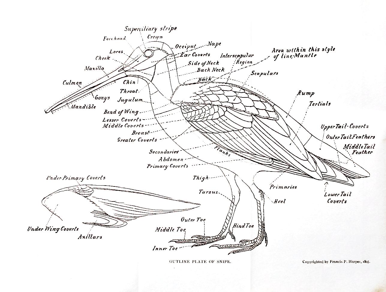 Skriv en fugl – en anatomisk allegorisk poetik